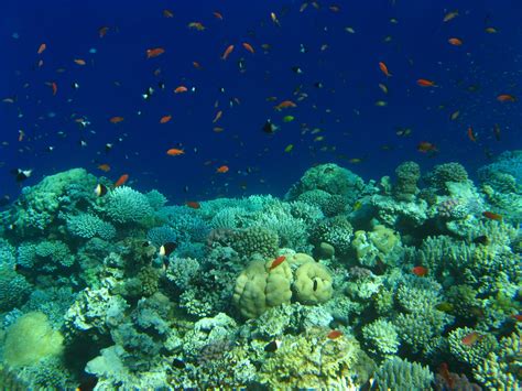 коралловые рифы индикаторы колебоний уровня моря